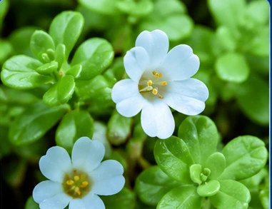 Neuro Fortis PRO Ingredient Bacopa Monnieri