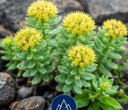 Neuro Fortis PRO Ingredient Rhodiola Rosea
