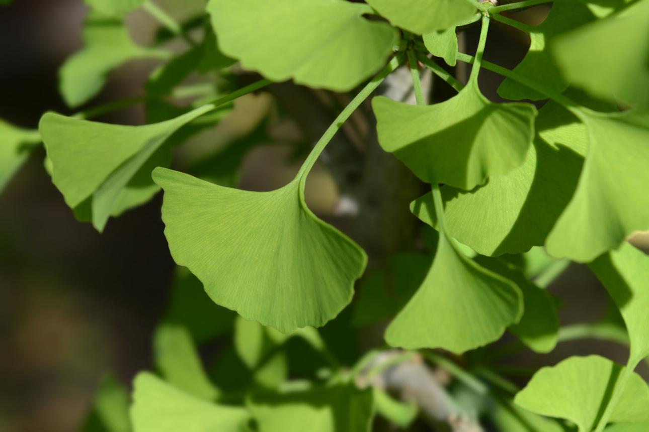 Neuro Fortis PRO Ingredient Ginkgo Biloba
